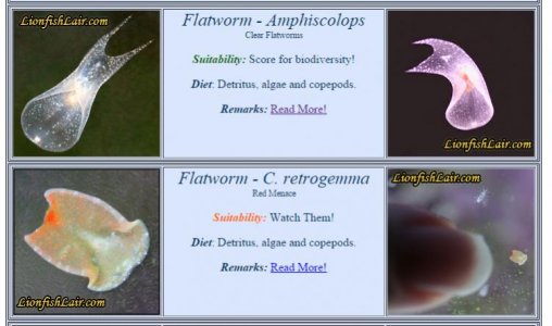 FlatwormResearch.jpg