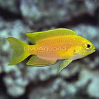 th-1222151-068Chrysipteragalba.jpg