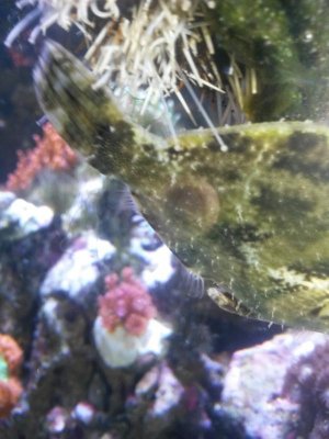 matted filefish.jpg