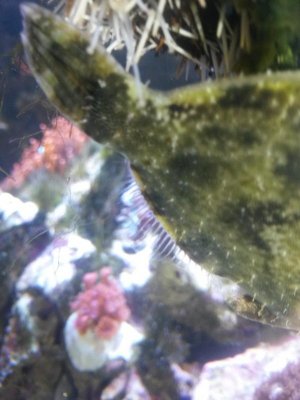 Matted Filefish 2.jpg