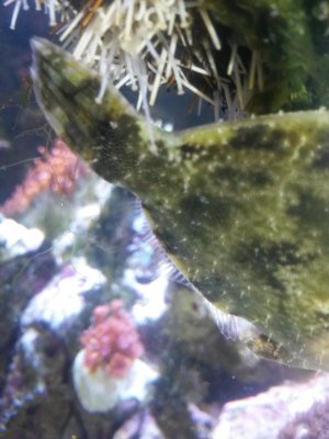 Matted Filefish 3.jpg