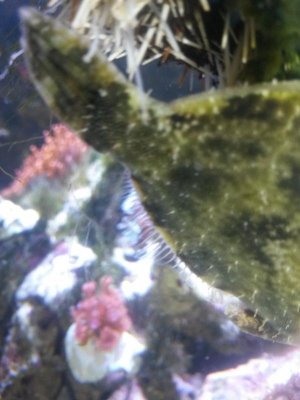 Matted Filefish 4.jpg