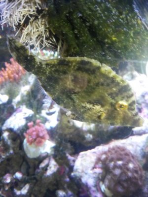 Matted Filefish 5.jpg