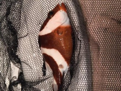 IMG_0061 [203207].jpg