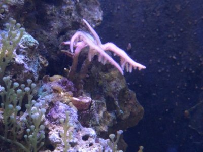 Bird nest 12_3_15 (Small).jpg