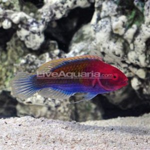 p-93258-Ruby Head Fairy Wrasse.jpg.cf.jpg