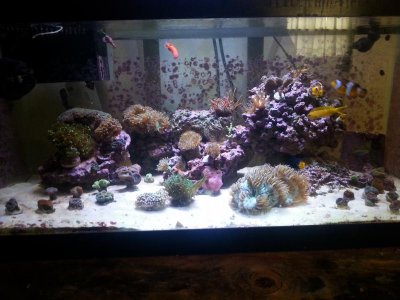 Full Tank Shot.jpg