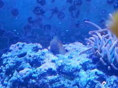 Midas Blenny 2nd hole.jpg