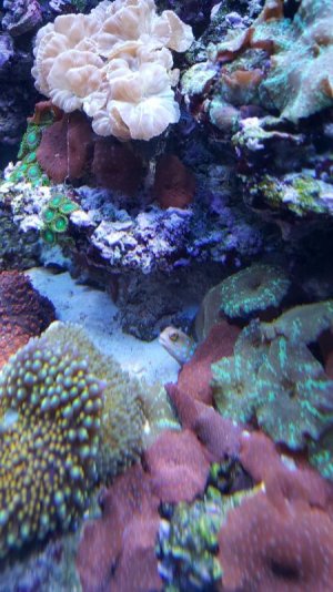Blue.jpg