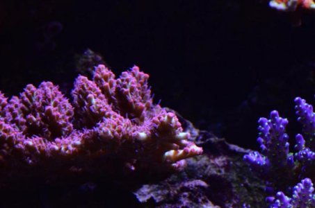 DSC_5057 (Medium).jpg