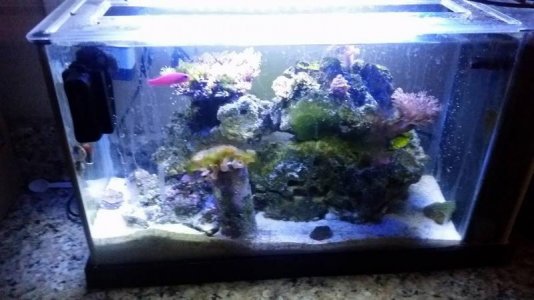 Fluval_SpecV.jpg