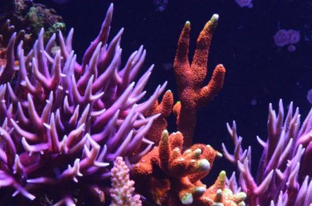 DSC_5077 (Medium).jpg