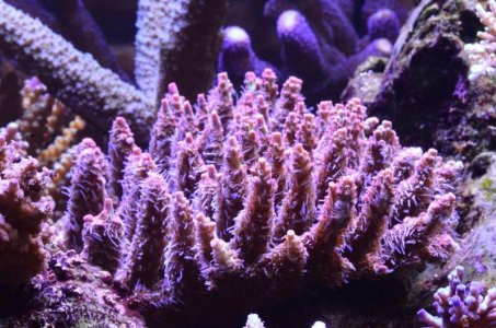 DSC_5090 (Medium).jpg