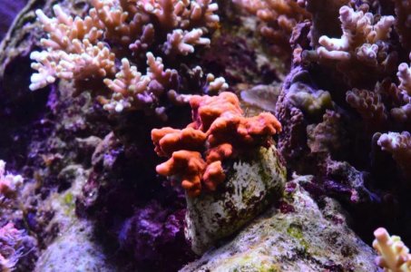 DSC_5093 (Medium).jpg