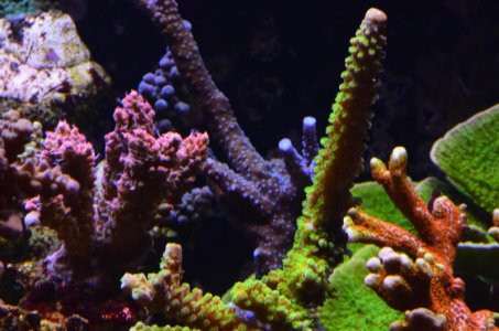 DSC_5108 (Medium).jpg