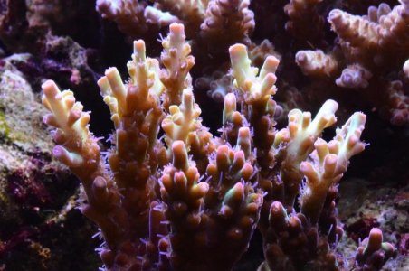 DSC_5123 (Medium).jpg