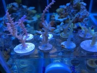 IMG_1062a.jpg