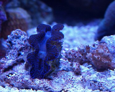 Clam12 28 2015.jpg
