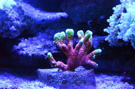 DSC_5223 (Medium).jpg