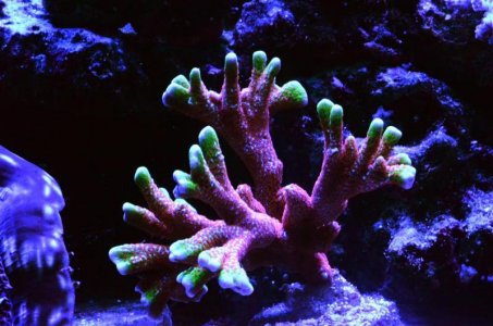 DSC_5233 (Medium).jpg