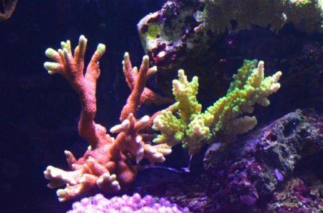 DSC_5247 (Medium).jpg