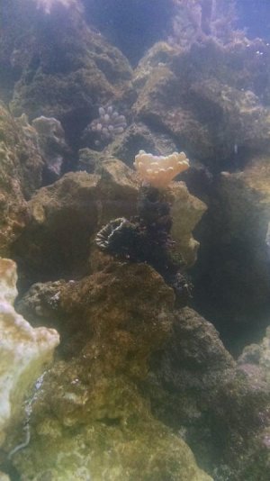 frogspawn.jpg