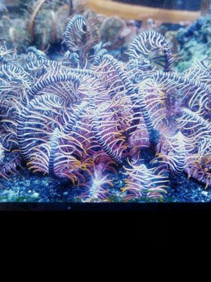 Crinoid#1.jpg