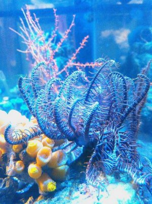 Crinoid#2.jpg