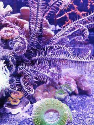Crinoid#3.jpg