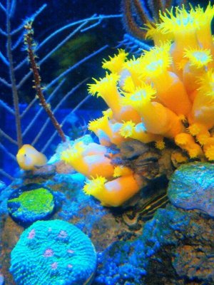 Tubastra and gobies.jpg