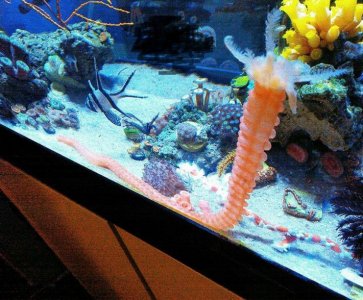 Medusa worm.jpg