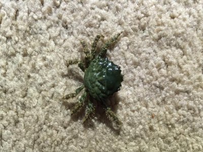 crab2.jpg