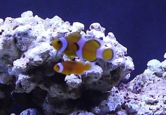 new fish.jpg