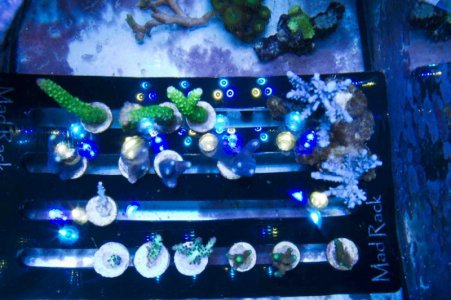 Jan 2015 coral sale.jpg