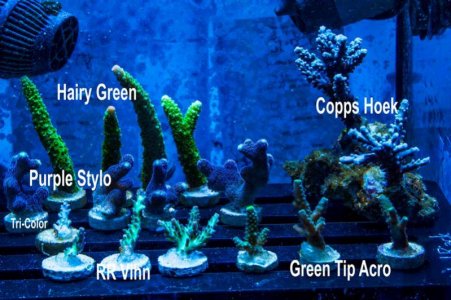 Jan 2015 coral sale (2).jpg