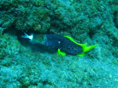 grouper.jpg