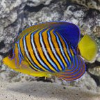 th-0105161-095Pygoplitesdiacanthus.jpg