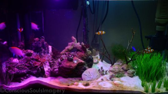DSC_2441.jpg