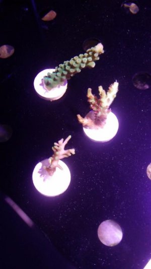 SPS 3 pack 2016.jpg