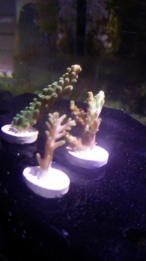 SPS 3 pack 2016(2).jpg