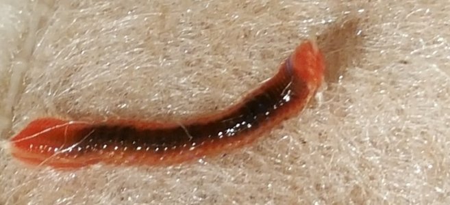 worma.jpg