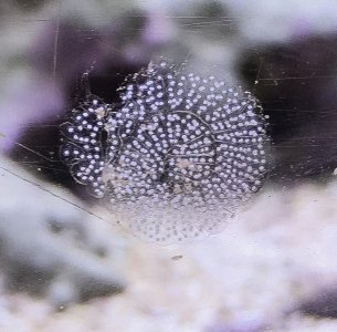 ImageUploadedByTapatalk1452308680.414137.jpg