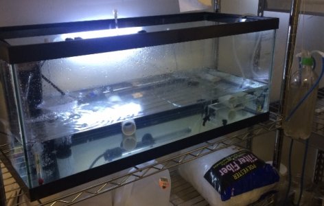 Quarantine Tank.jpg