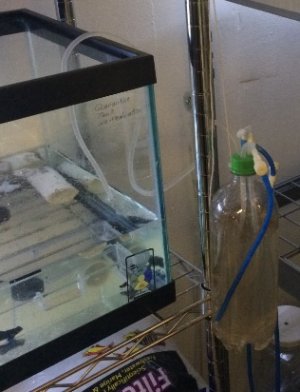 Feeder Bottle 1.jpg