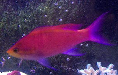 Purple Queen 2 - Male.jpg