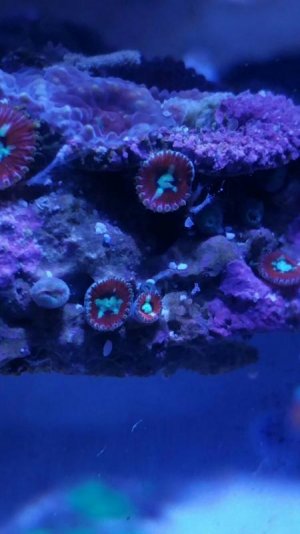 Zoa ID.jpg