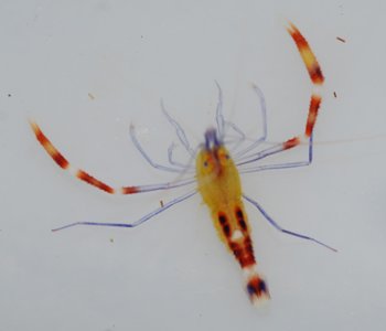 Blue_Leg_Gold_Banded_far.jpg