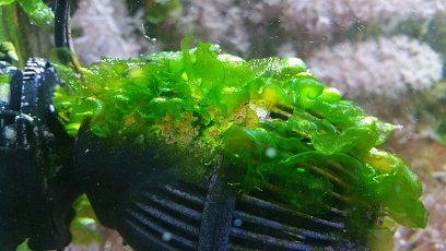 algae 3.jpg
