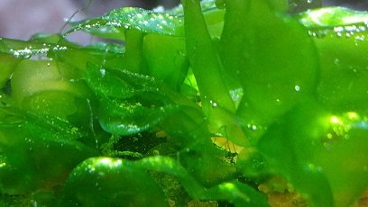 algae 2.jpg
