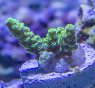 acropora-1.jpg